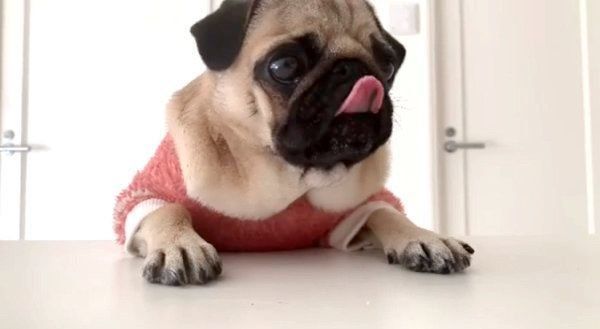 ダイエットするパグ