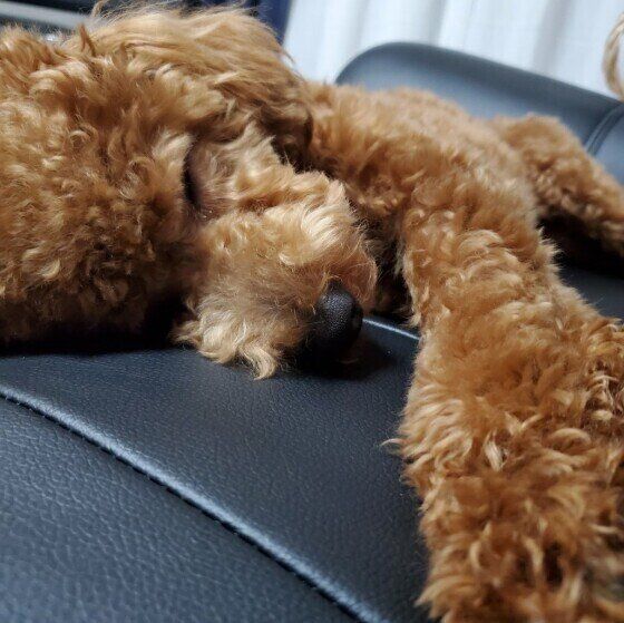 眠るトイ・プードル