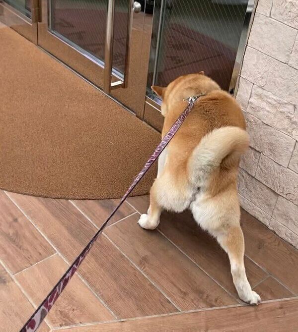 動物病院が好きすぎる福丸くん