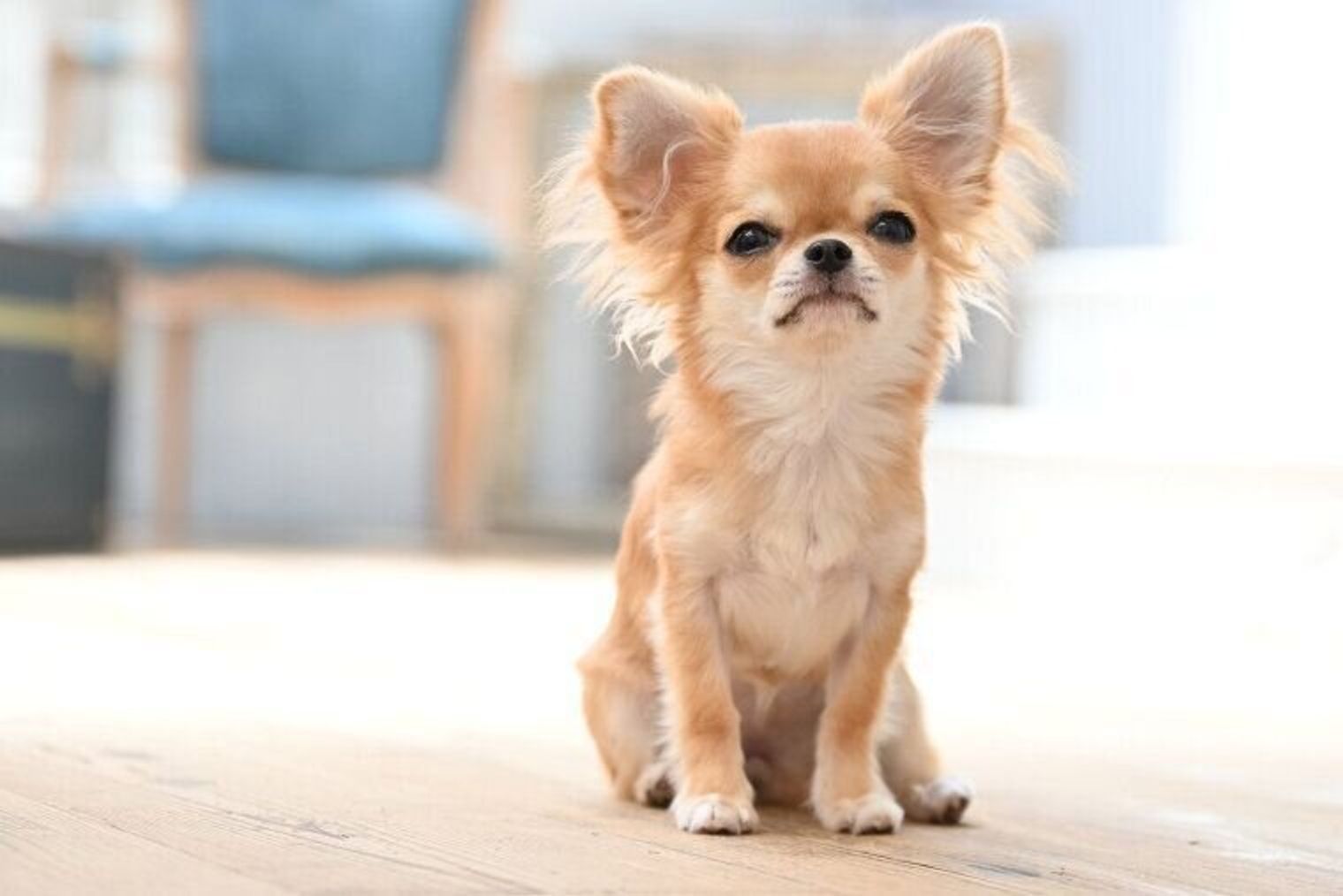 Pr 愛犬家に聞きました 愛犬を上手に撮影するコツや 撮影がもっと楽しくなるカメラとは いぬのきもちweb Magazine Pr 愛犬家に聞きました 愛犬を上手に撮影するコツや 撮影がもっと楽しくなるカメラとは いぬのきもちweb Magazine