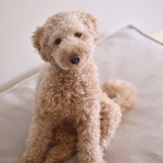 座るTeddyくん（トイ・プードル）