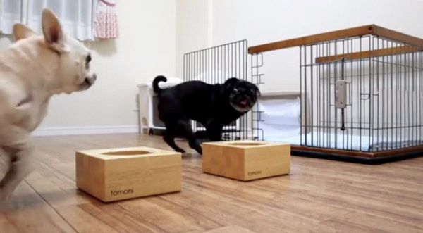 ご飯に興奮するフレンチ・ブルドッグとパグ