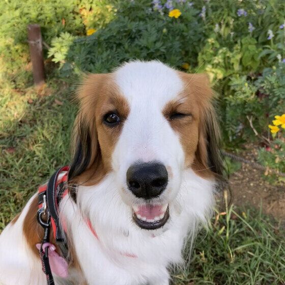 コーイケルホンディエ