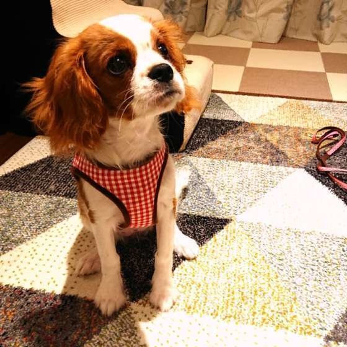 首輪とハーネス 愛犬にぴったりなのはどちら いぬのきもちweb Magazine 首輪とハーネス 愛犬にぴったりなのはどちら いぬのきもちweb Magazine