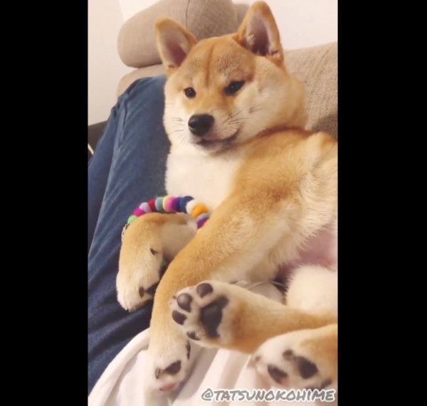 ふてぶてしい態度でくつろぐ龍乃子姫ちゃん