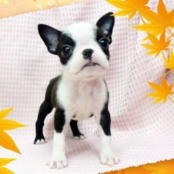 かわいい小型犬