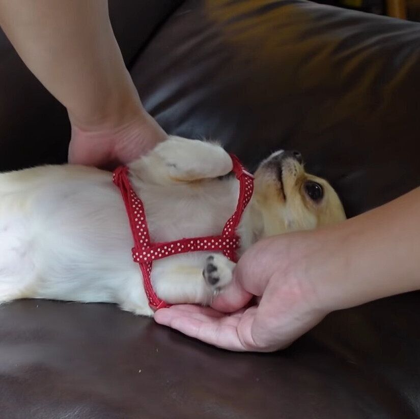 お散歩大好きなワンコがリードを見ると コロン とひっくり返るワケ いぬのきもちweb Magazine