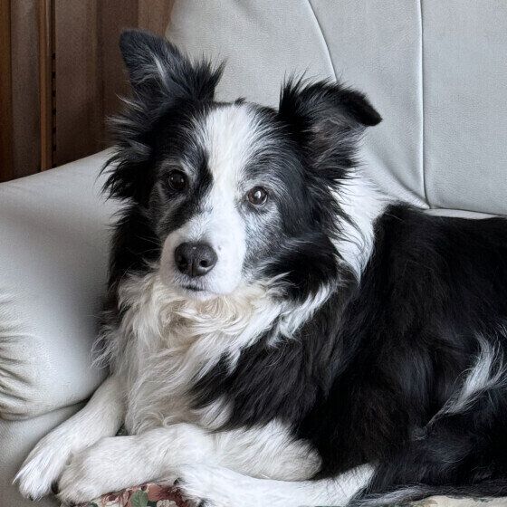 ボーダー・コリーのジャックくん♪