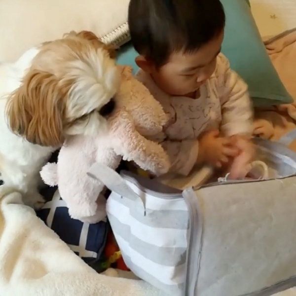 シー・ズーの小梅ちゃんと妹のももちゃん