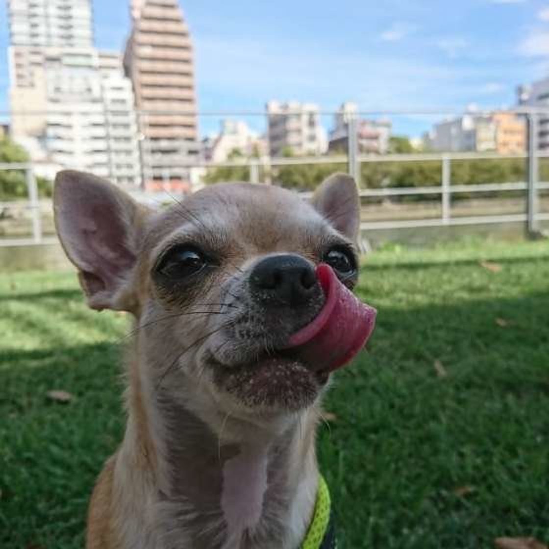 愛犬に愛情を伝えたい 犬に伝わる愛情表現とは いぬのきもちweb Magazine 愛犬に愛情を伝えたい 犬に伝わる愛情表現とは いぬのきもちweb Magazine