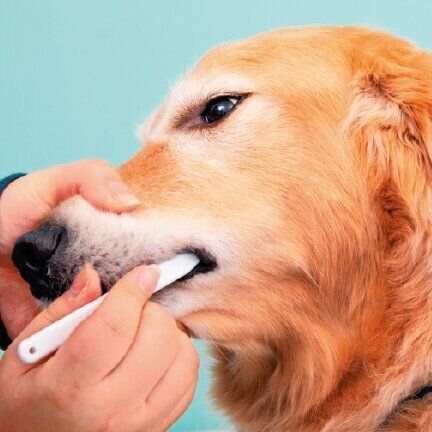 慣れてきたら奥歯も磨く