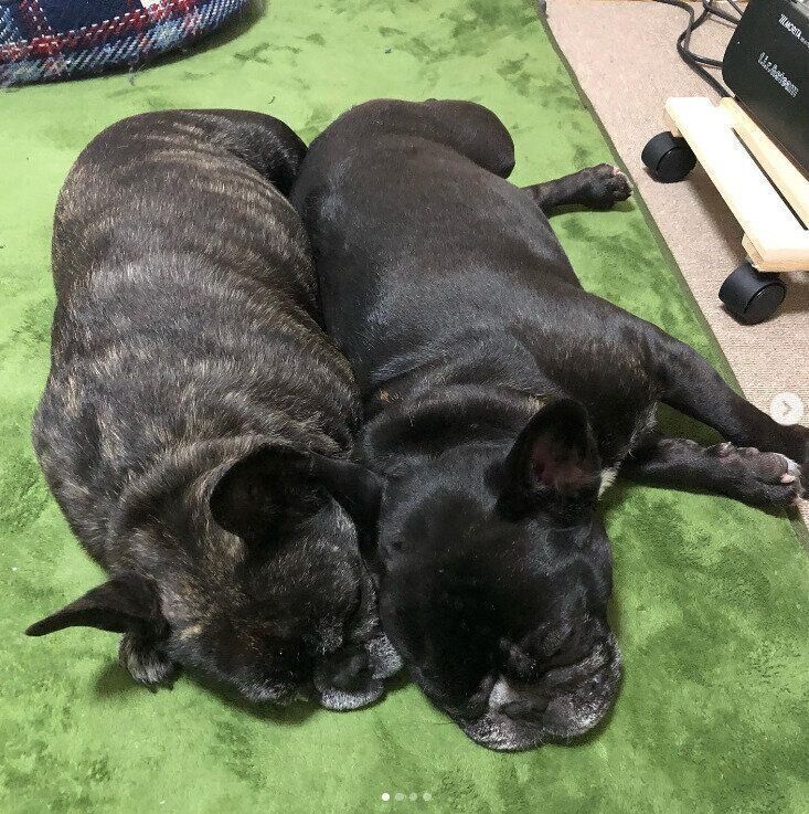 ぴったり密着！犬団子