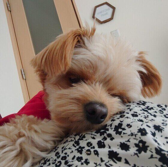 Ｍｉｘ（雑種）小型犬のロアちゃんのひざ乗り