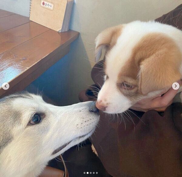 鼻をくっつけ合うバロンくん、シエルちゃん