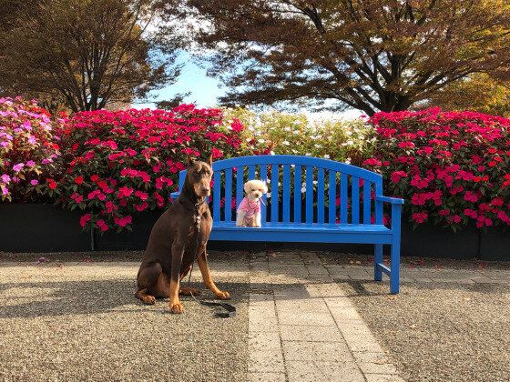 綺麗なお花と椅子の前に座るドーベルマン