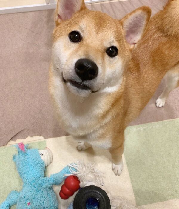 おもちゃを運んでくるみなとくん