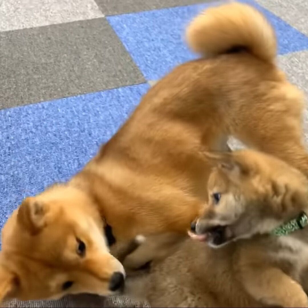 遊んでいる二匹