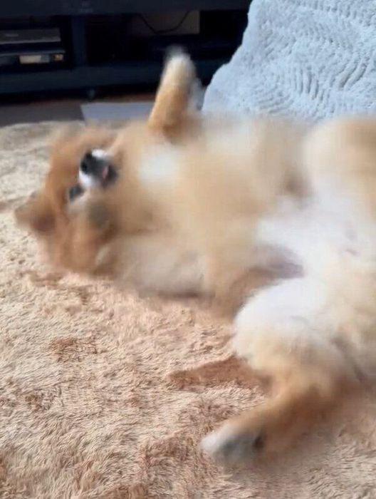 ゴロンと転がったこじろーくん