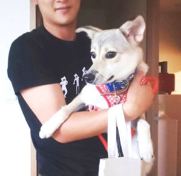 元保護犬・MIXのめるちゃん