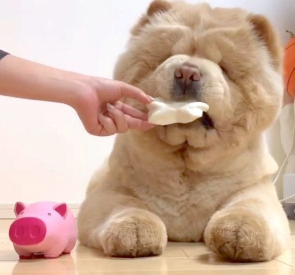 豚の鼻を食べるくり蔵くん