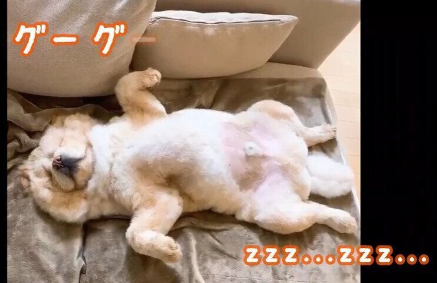 ユラユラ ヘソ天 いびき チャウ チャウ くり蔵くん の癒しが止まらない いぬのきもちweb Magazine ユラユラ ヘソ天 いびき チャウ チャウ くり蔵くん の癒しが止まらない いぬのきもちweb Magazine