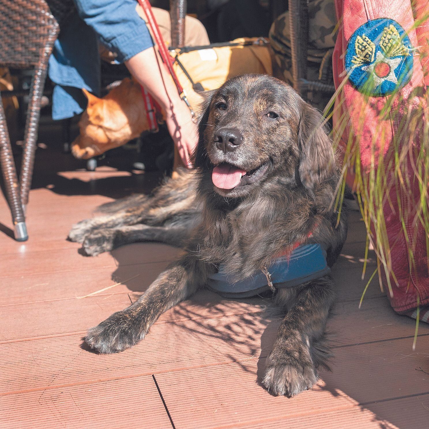 公園での基礎訓練終了後は、ペットOKのカフェテラスに移り、公共の場で待つ訓練を行います。写真は沖縄の保護団体から来たききくん（推定１才）