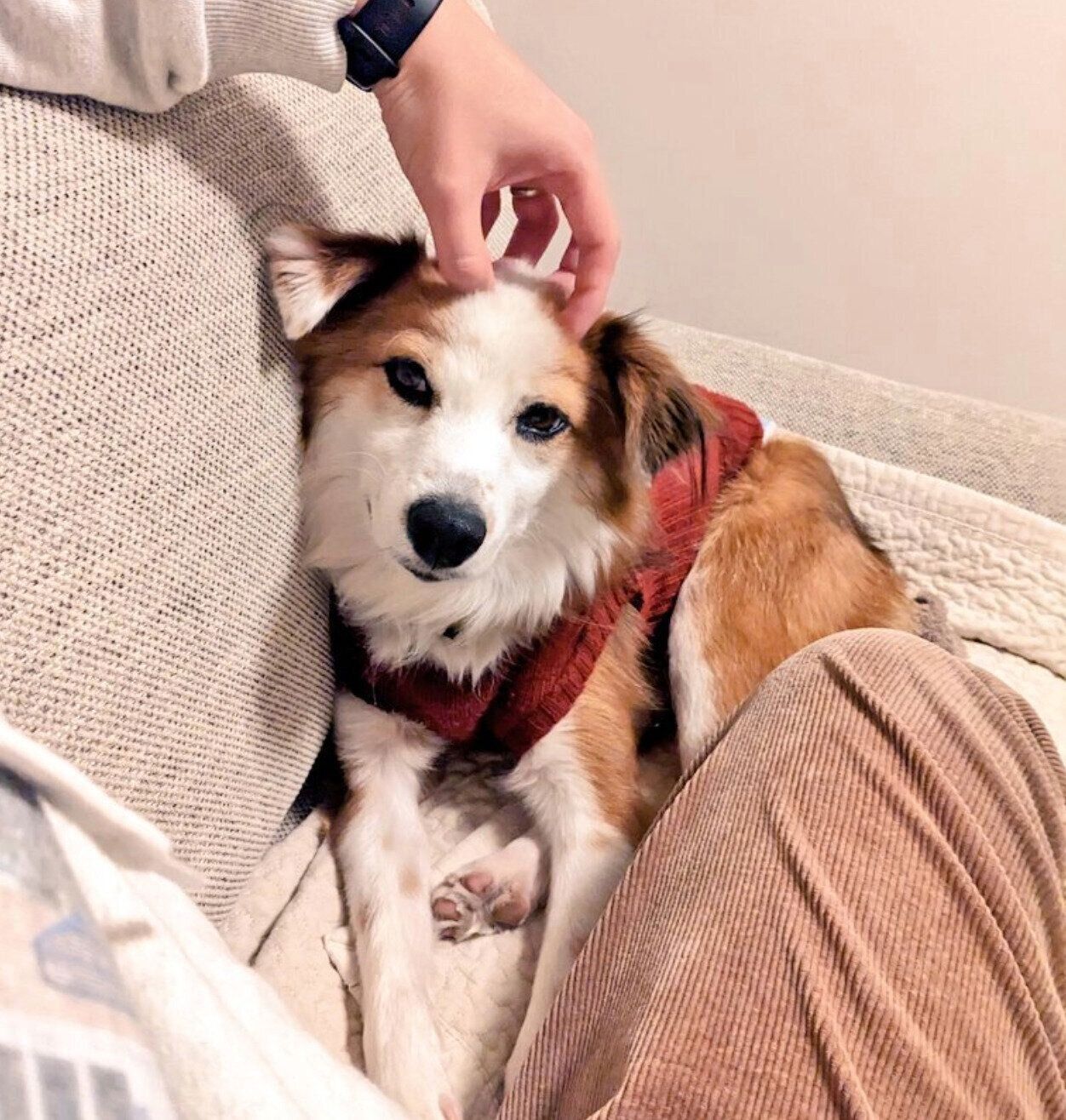 正式譲渡後に撮影したふう太くん