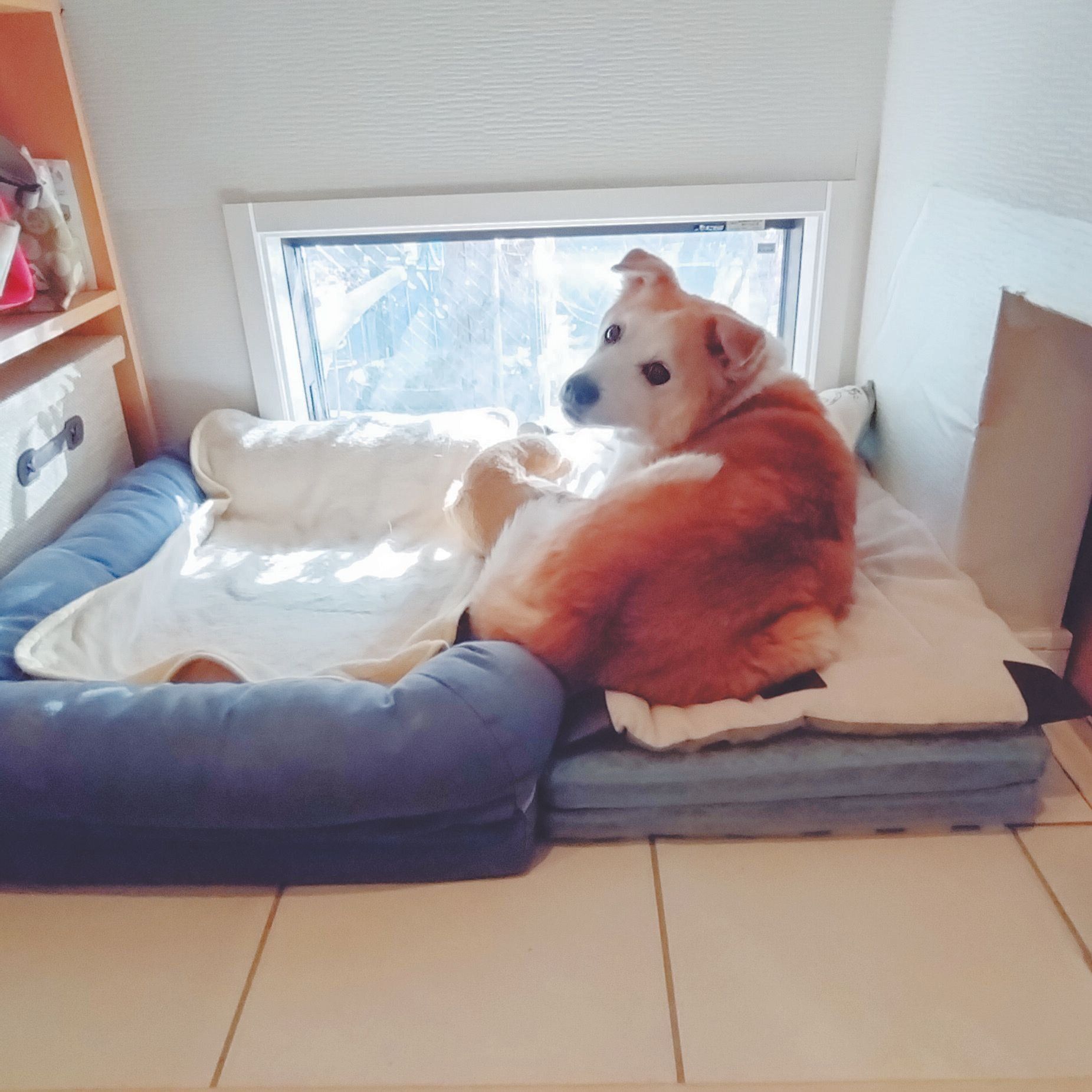 写真提供／藤本先生