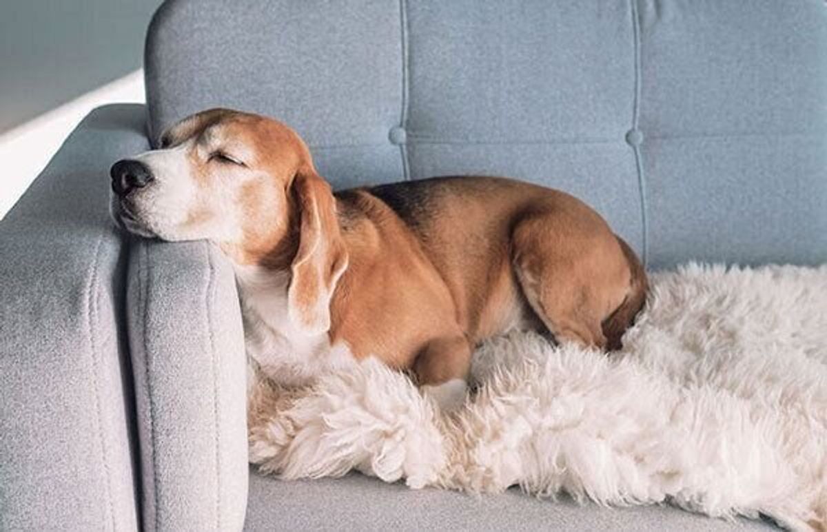 犬が亡くなる前に見せる予兆 飼い主だから気づける 何となくおかしい 愛犬の異変も いぬのきもちweb Magazine 犬が亡くなる前に見せる予兆 飼い主だから気づける 何となくおかしい 愛犬の異変も いぬのきもちweb Magazine