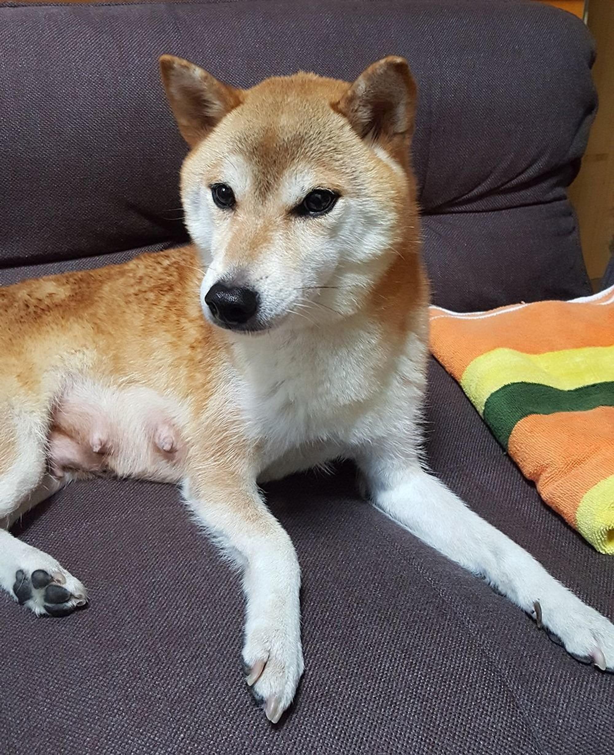 へそ天ができる柴犬は何割 連載 ここ掘れここ柴 Vol 15 いぬのきもちweb Magazine へそ天ができる柴犬は何割 連載 ここ掘れここ柴 Vol 15 いぬのきもちweb Magazine