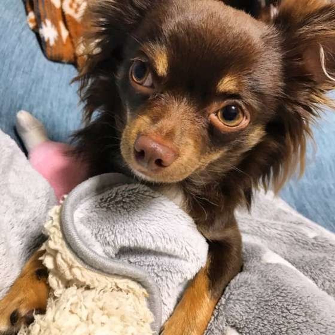 不要な争いはやめて 家族のケンカを犬が目撃することの影響とは いぬのきもちweb Magazine 不要な争いはやめて 家族のケンカを犬が目撃することの影響とは いぬのきもちweb Magazine