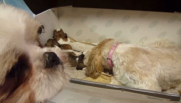 イクメンワンコ