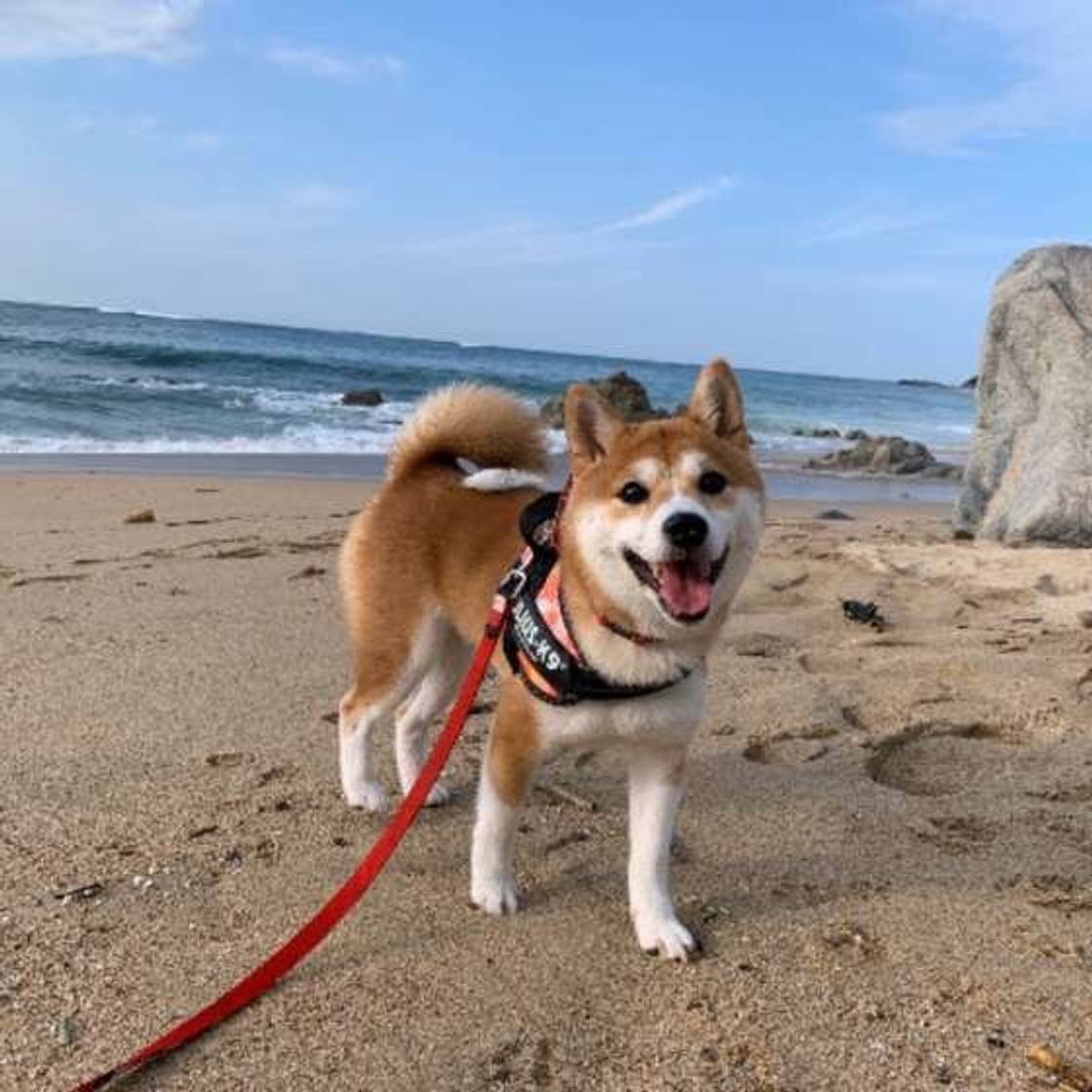 柴犬の種類 色 大きさ 尻尾 発祥の地で違いがある 画像つきで詳しく解説 いぬのきもちweb Magazine 柴犬の種類 色 大きさ 尻尾 発祥の地で違いがある 画像つきで詳しく解説 いぬのきもちweb Magazine