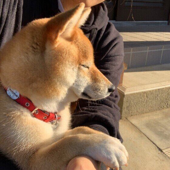 春は犬のホルモンが乱れやすい季節！バランスを整える方法とは？ いぬのきもち