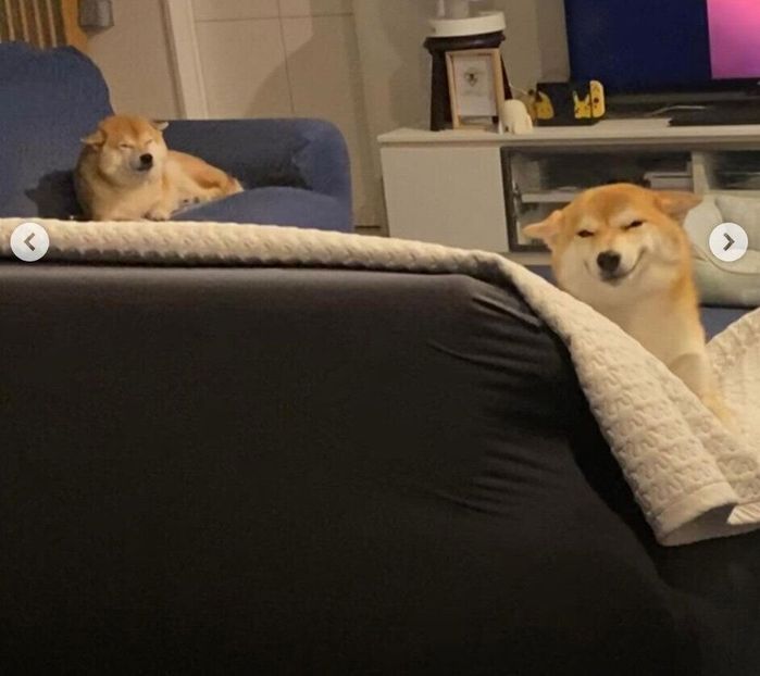 ソファの上で反省中(?)のふじこちゃん、定春くん