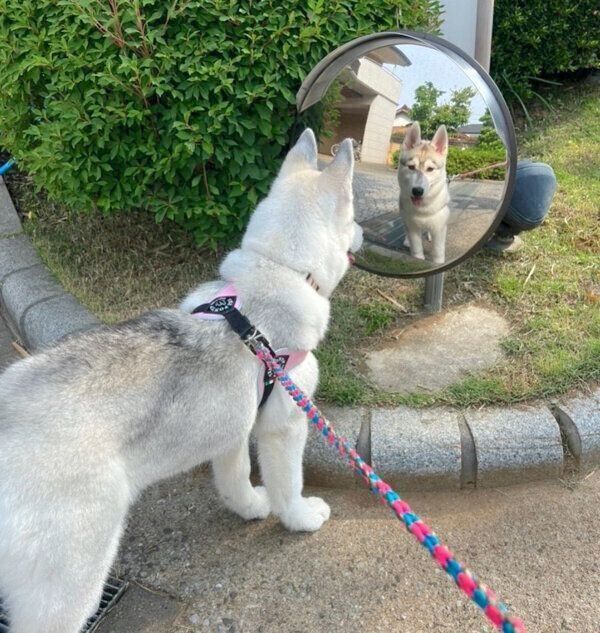 ミラーを見つめるぽぽちゃん