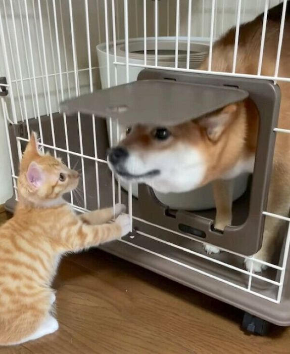 子猫のりんくんのお家を訪問するぷくちゃん