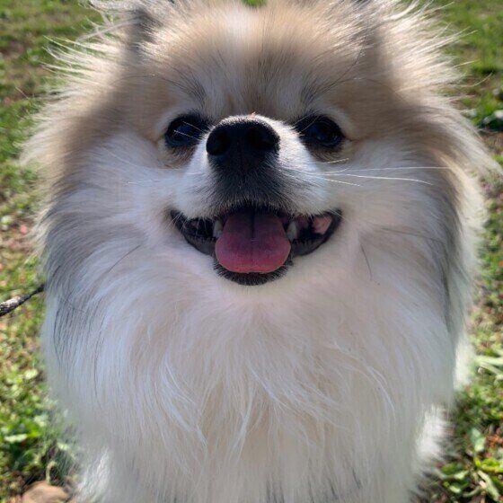 注意したい散歩中の誤飲、落ちているゴミやマスクに犬を近づけないで！ いぬのきもち