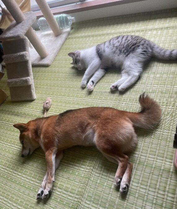 先住猫(写真:上)と仲良くリラックスする、柴犬5才(写真:下)