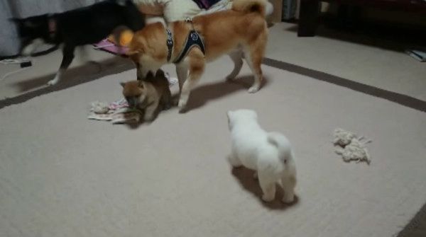子育てをする柴犬
