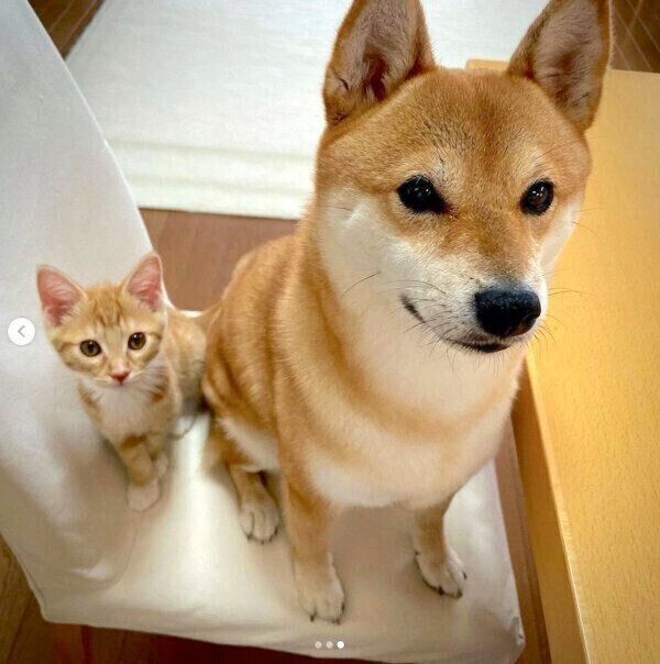 「おやつタイム」の飼い主さんをじーーーっと見つめるぷくちゃん、りんくん