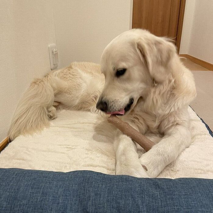 犬用ベッドの上でスティックをかむフィーカくん