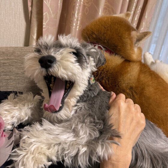 ミニチュア・シュナウザーのLilyちゃん