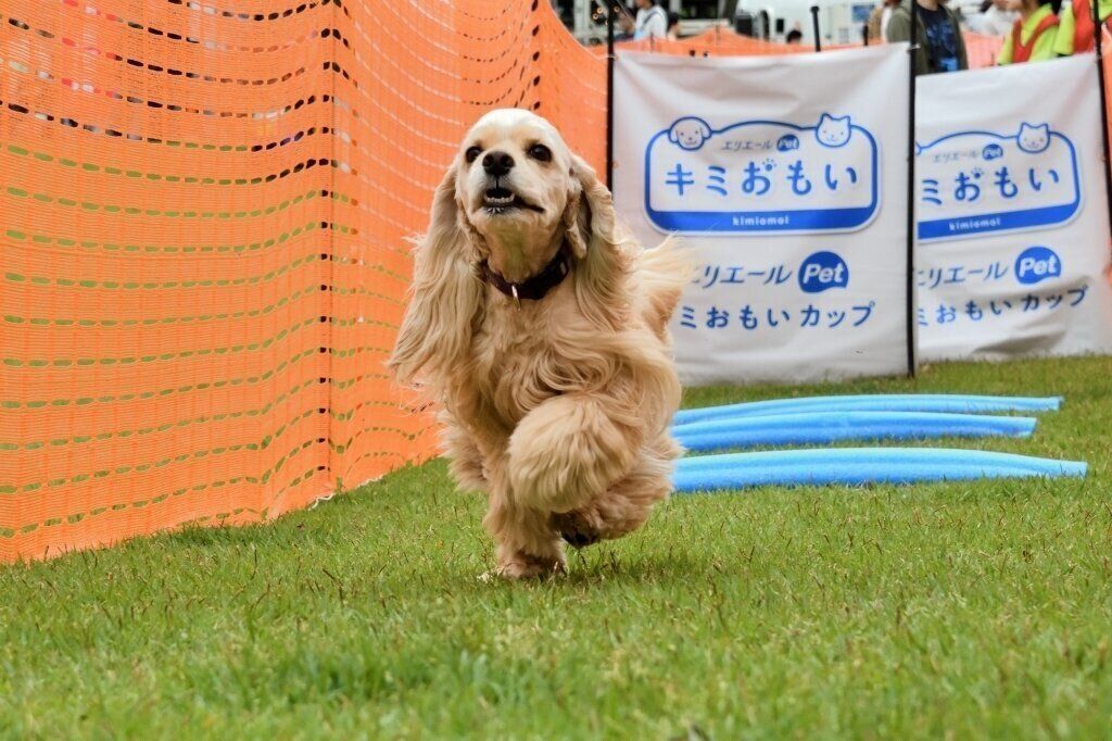 レースに参加するわんこ