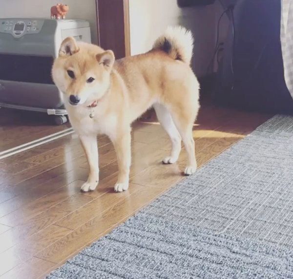 豆柴のはなちゃん