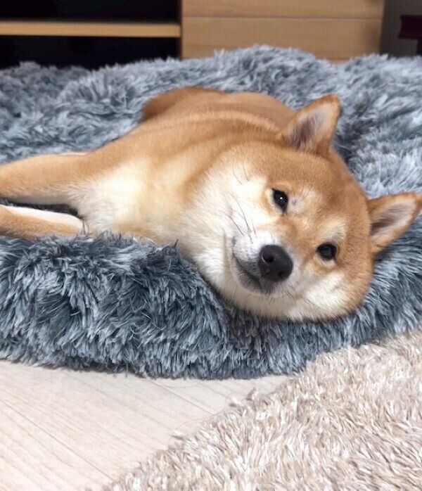 ベッドでまったりするうにくん