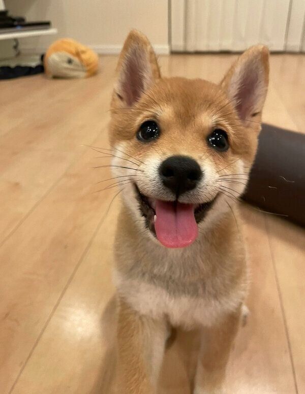 笑顔が可愛いもみじちゃん