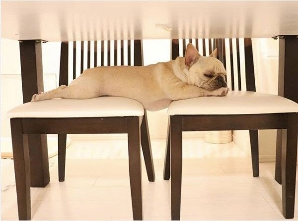 フレンチ・ブルドッグ