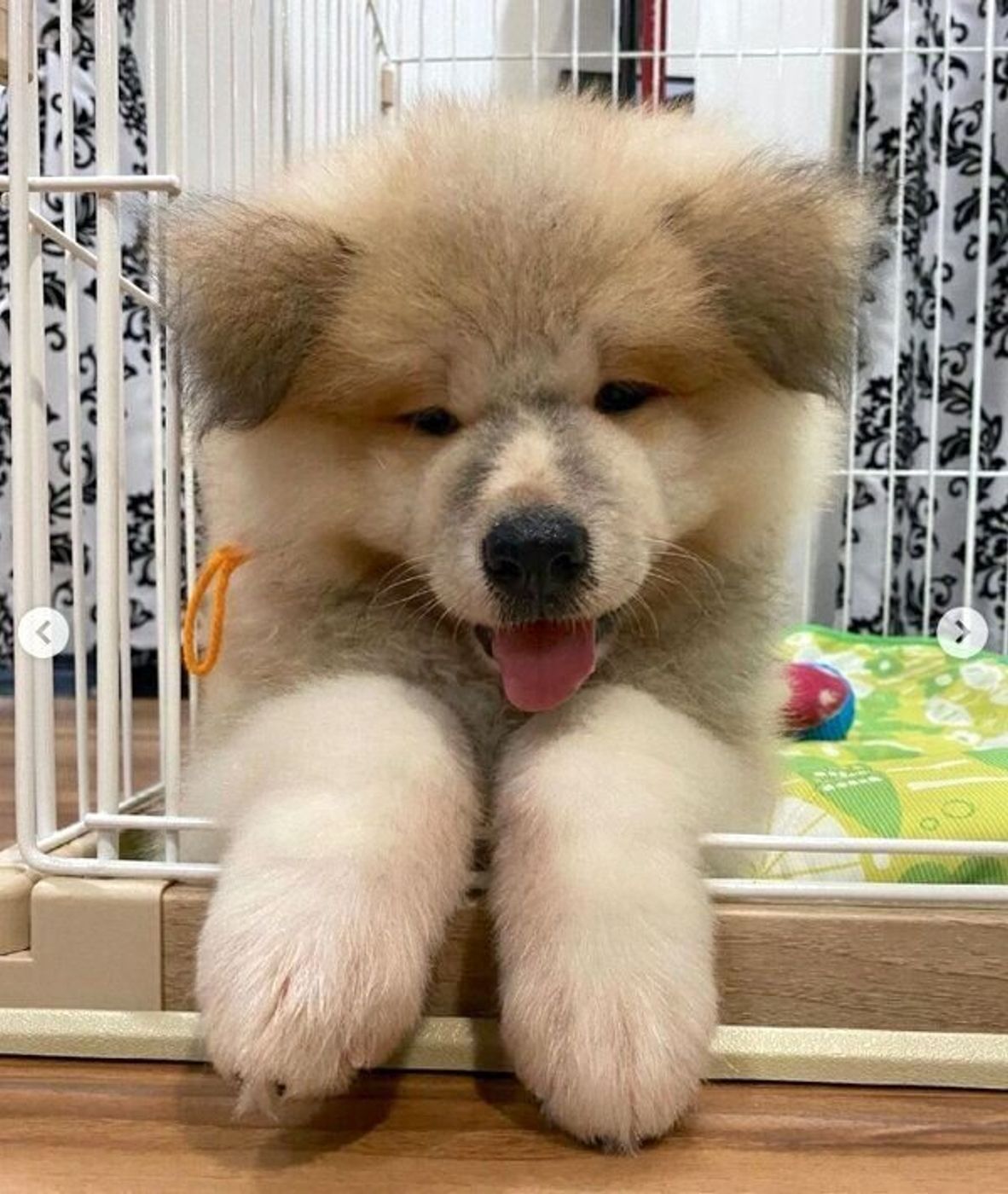 バケツをひっくり返す のがブームな時期も 笑 秋田犬の成長ビフォー アフターが可愛すぎた いぬのきもちweb Magazine バケツをひっくり返す のがブームな時期も 笑 秋田犬の成長ビフォー アフターが可愛すぎた いぬのきもちweb Magazine