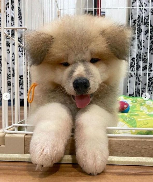 子犬時代のボブくん